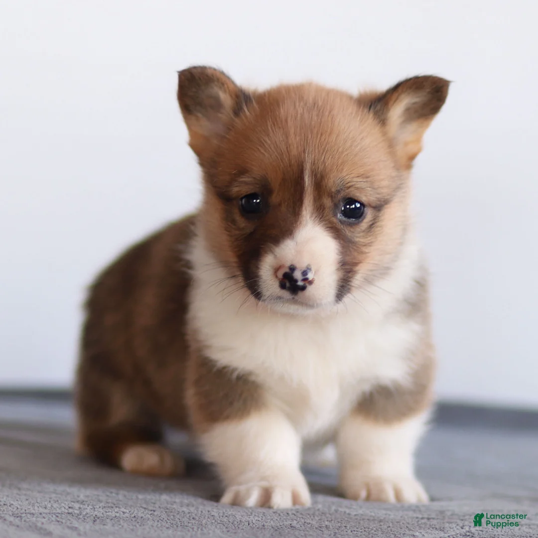 Welsh Corgi Pembroke dogs for sale: Kenny Welsh Corgi Pembroke - Ad 5