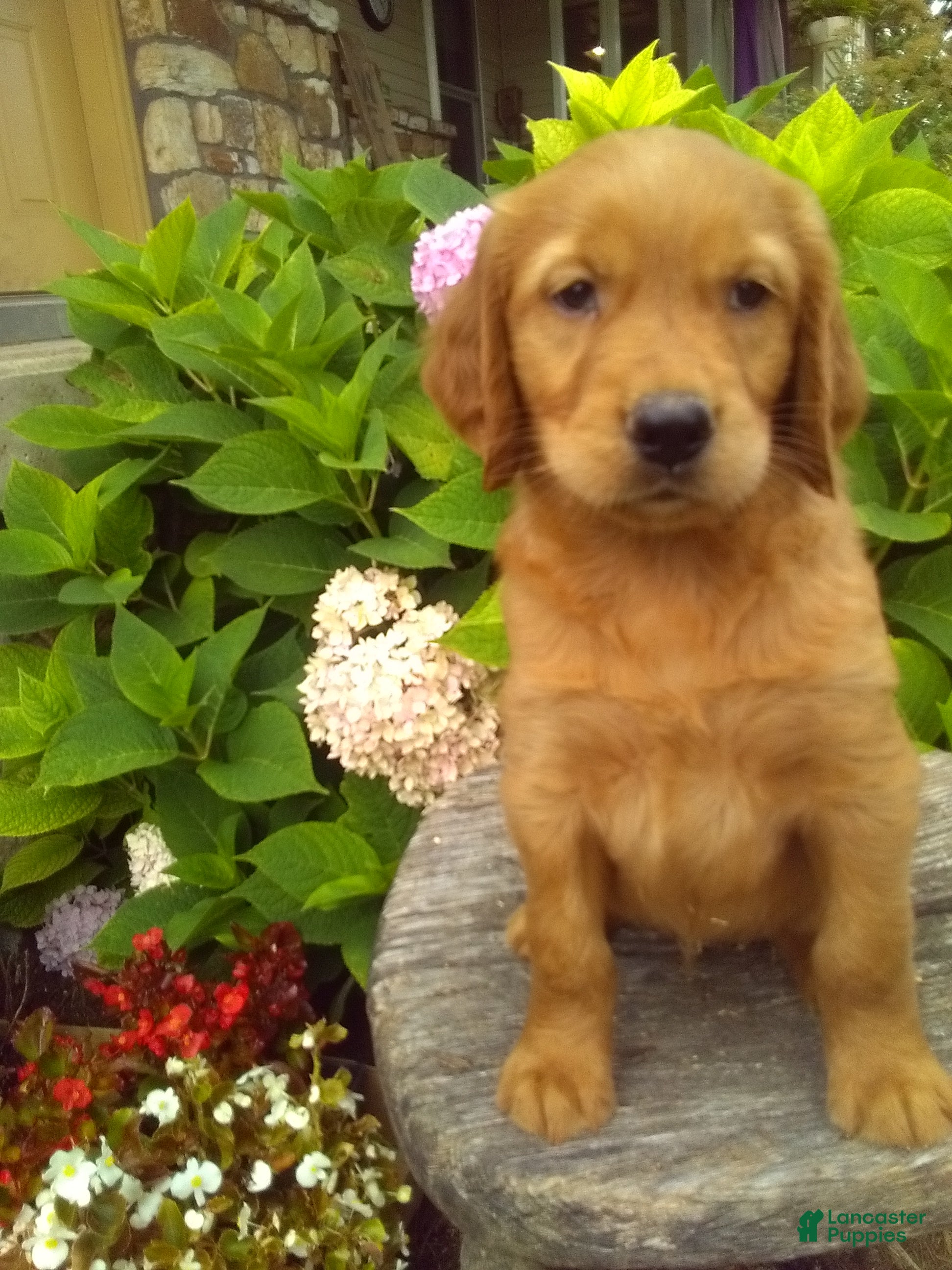 Mixed Breed dogs Victor - Ad 2