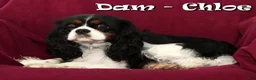 Cavalier King Charles Spaniel dogs for sale: Spotty - Ad 10