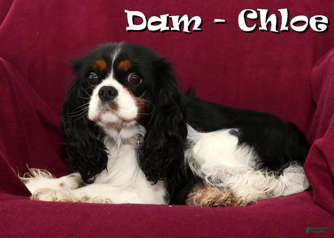 Cavalier King Charles Spaniel dogs for sale: Spotty - Ad 10