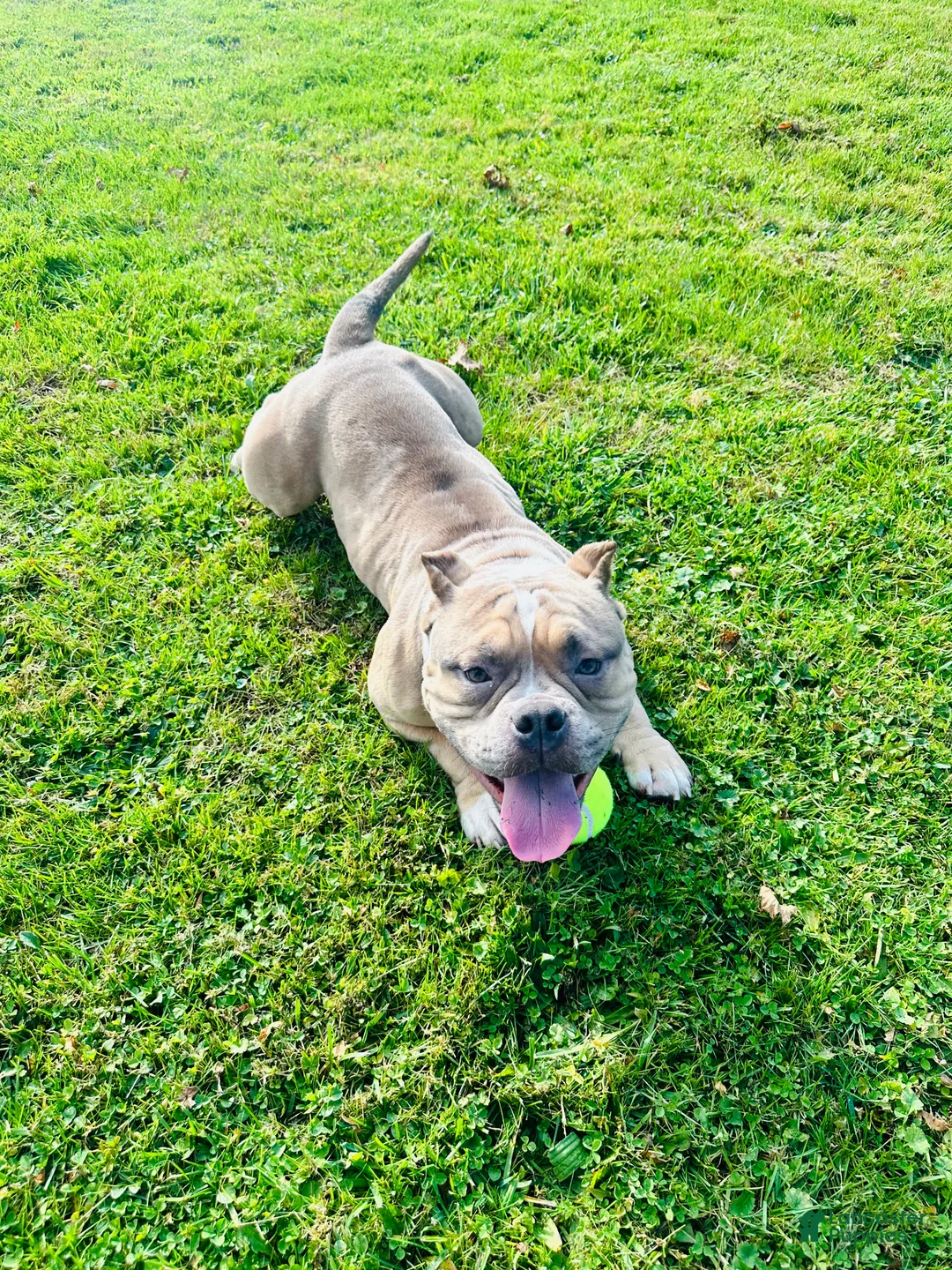 American Bully dogs for sale: American Bully Puppy 1 - Ad 1