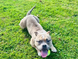 American Bully dogs American Bully Puppy 1 - Ad 4