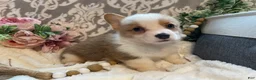 Welsh Corgi Pembroke dogs for sale: Scout - Ad 4