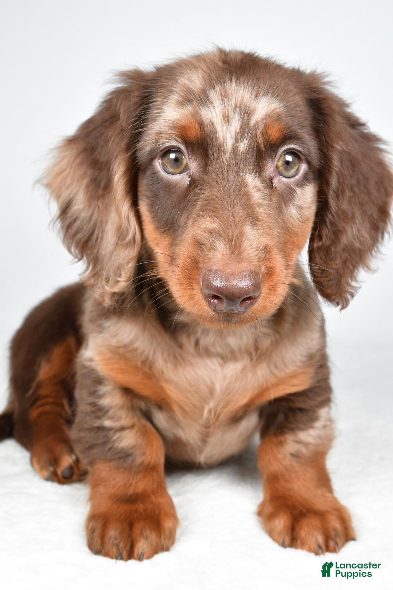 Dachshund dogs for sale: Max - Ad 2
