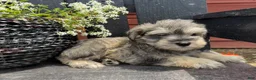 Miniature Schnauzer dogs for sale: Abby - Ad 4