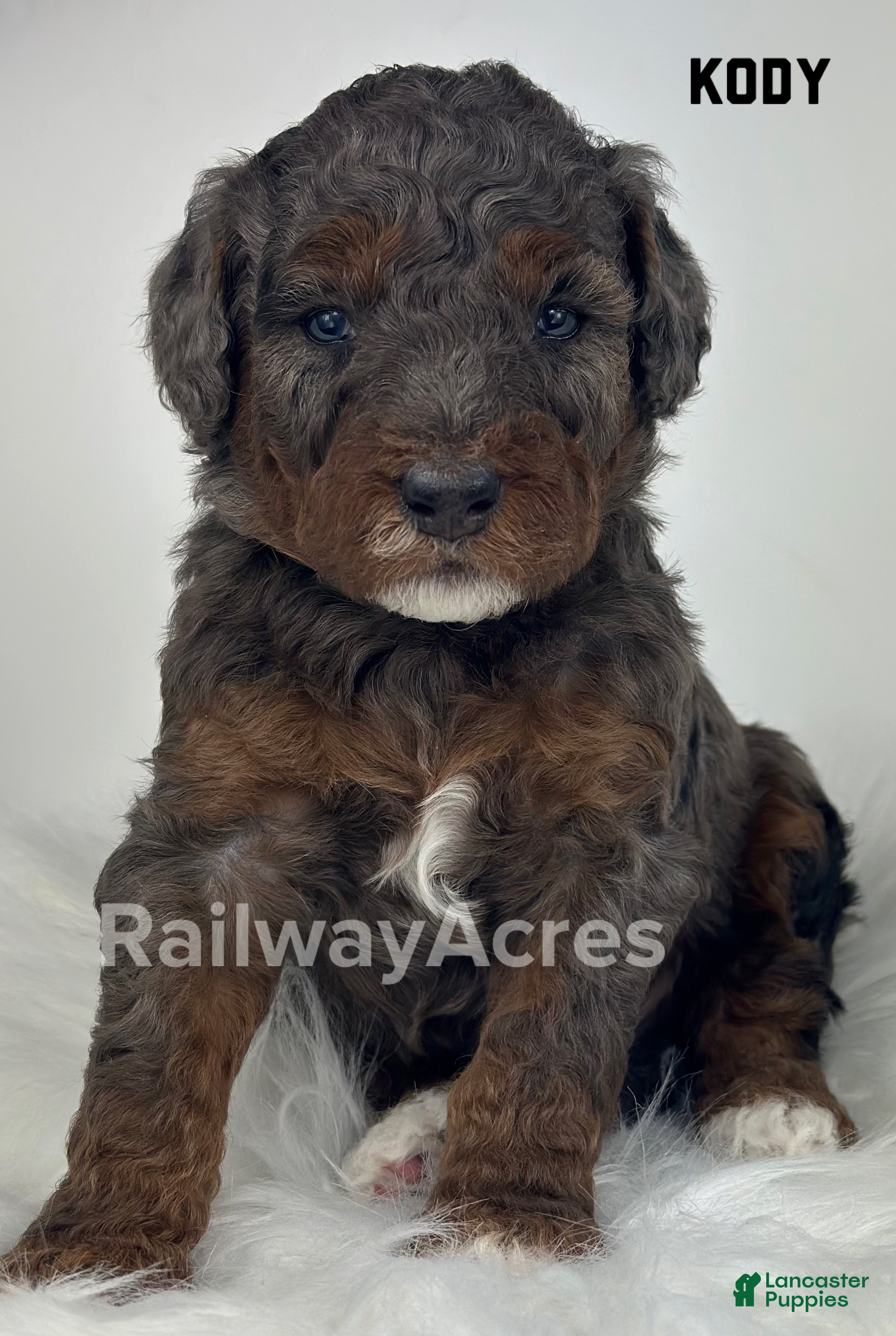 Mini Goldendoodle dogs Kody-Petite - Ad 20