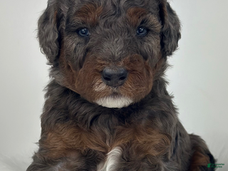 Mini Goldendoodle dogs Kody-Petite - Ad 20