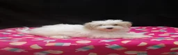Maltipoo dogs for sale: Sage - Ad 4