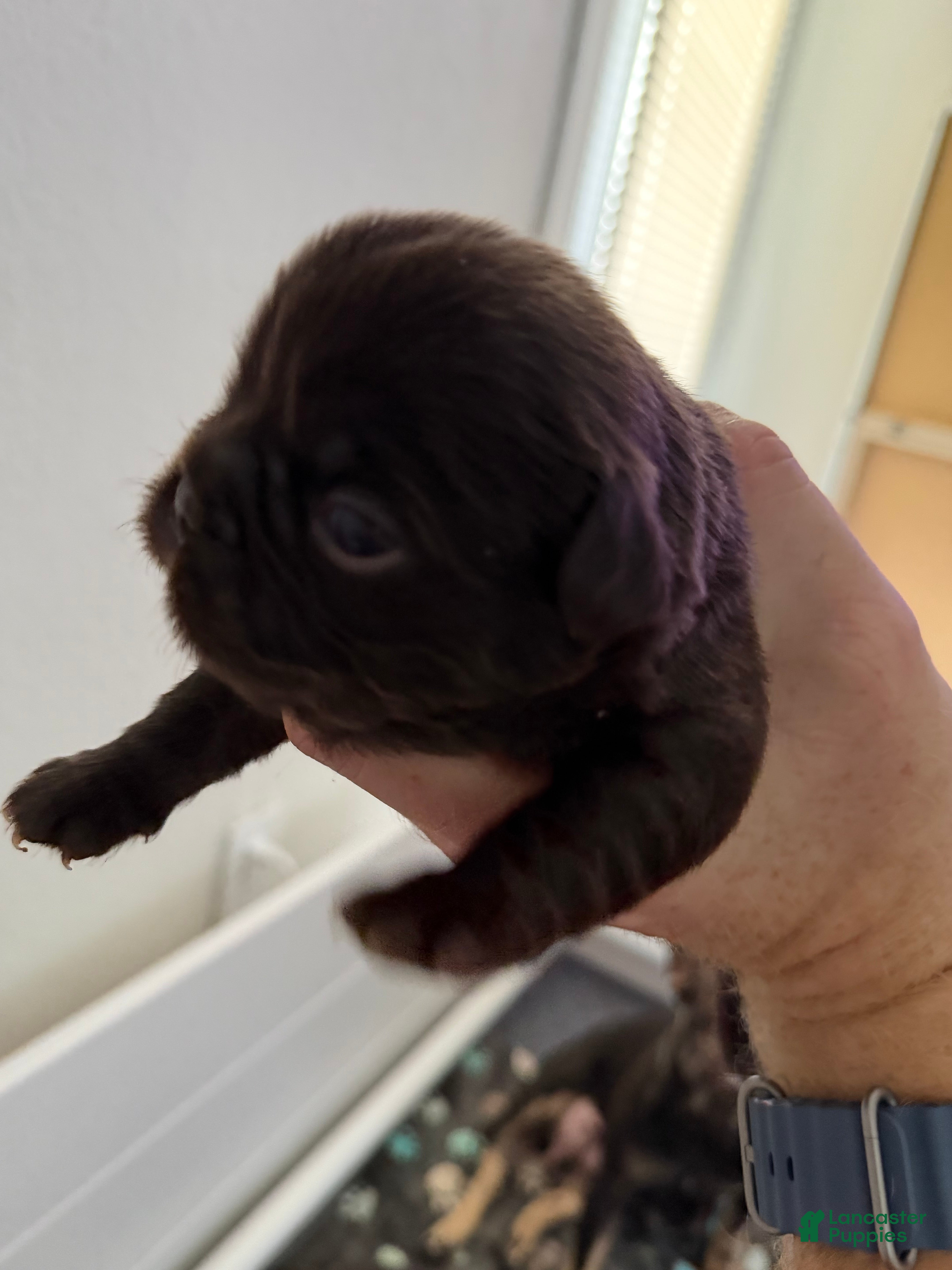 French Bulldog dogs French Bulldog Puppy 1 - Ad 9