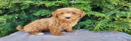 Mini Bernedoodle dogs for sale: Dallas - Ad 3