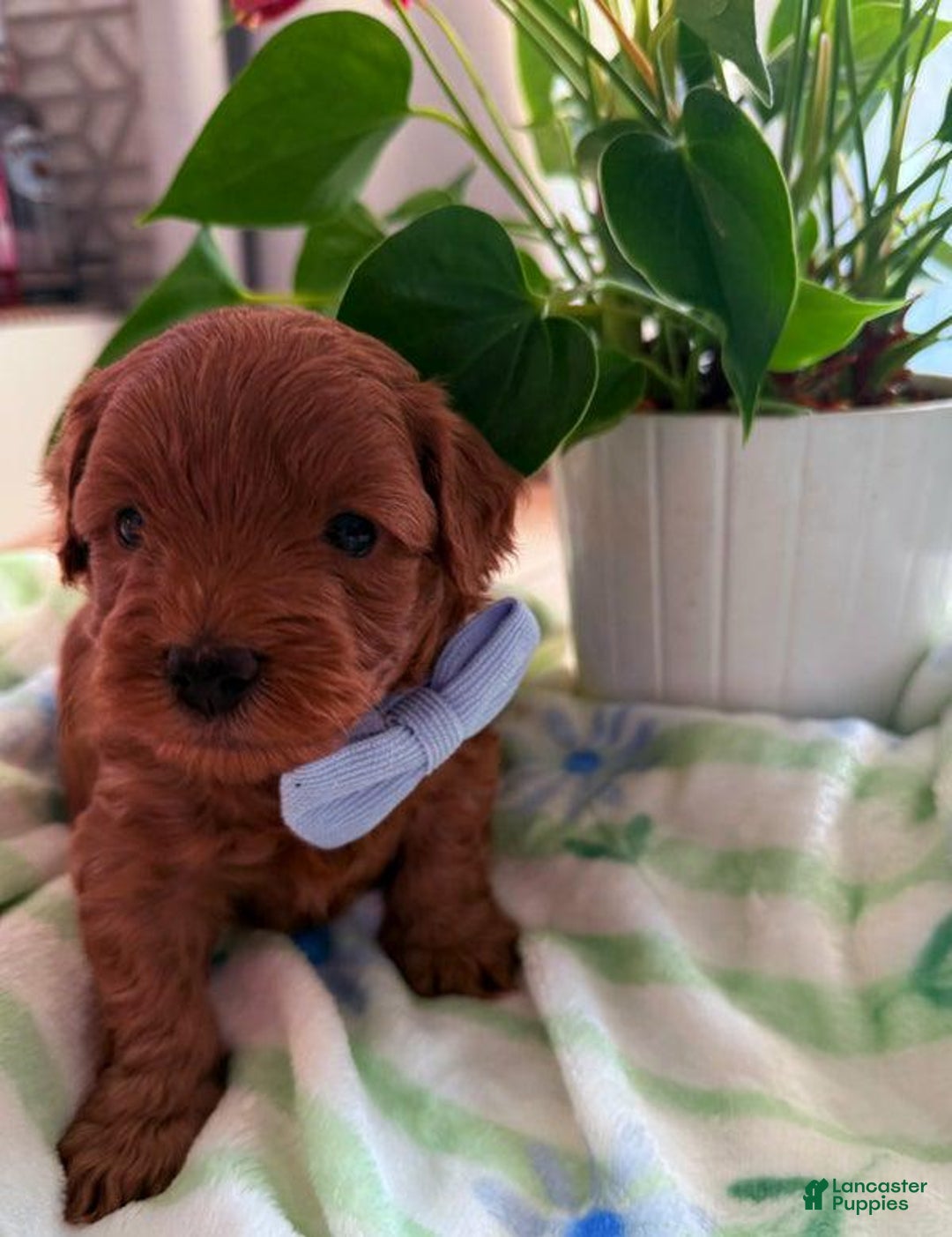 Cavapoo dogs for sale: Sofia  - Ad 1