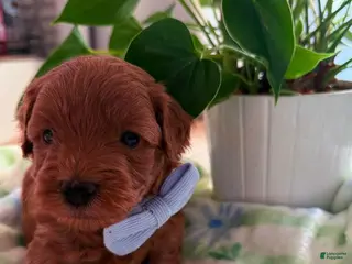 Cavapoo dogs Sofia - Ad 15