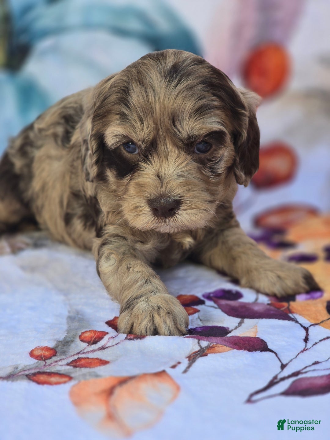 Mixed Breed dogs for sale: Prudence - Ad 12