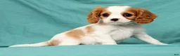 Cavalier King Charles Spaniel dogs for sale: Niko - Ad 6