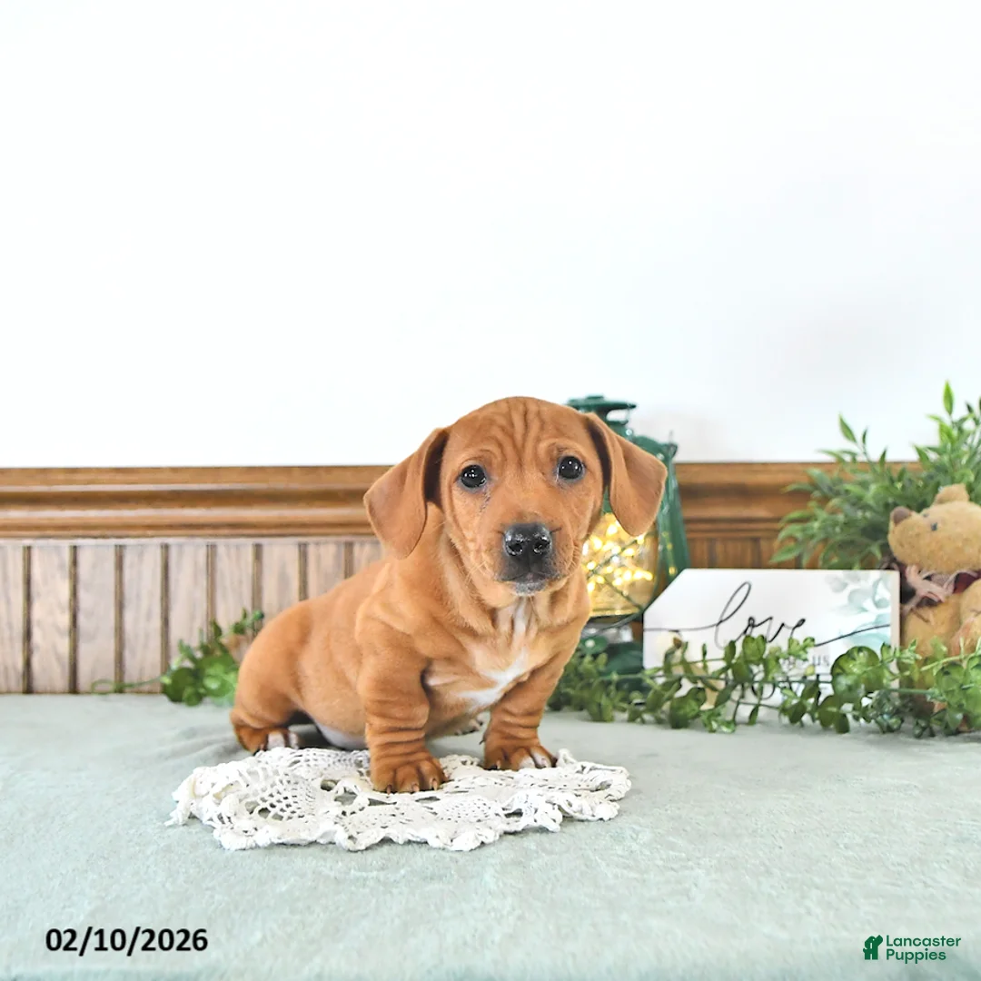 Miniature Dachshund dogs for sale: Brody - Ad 4