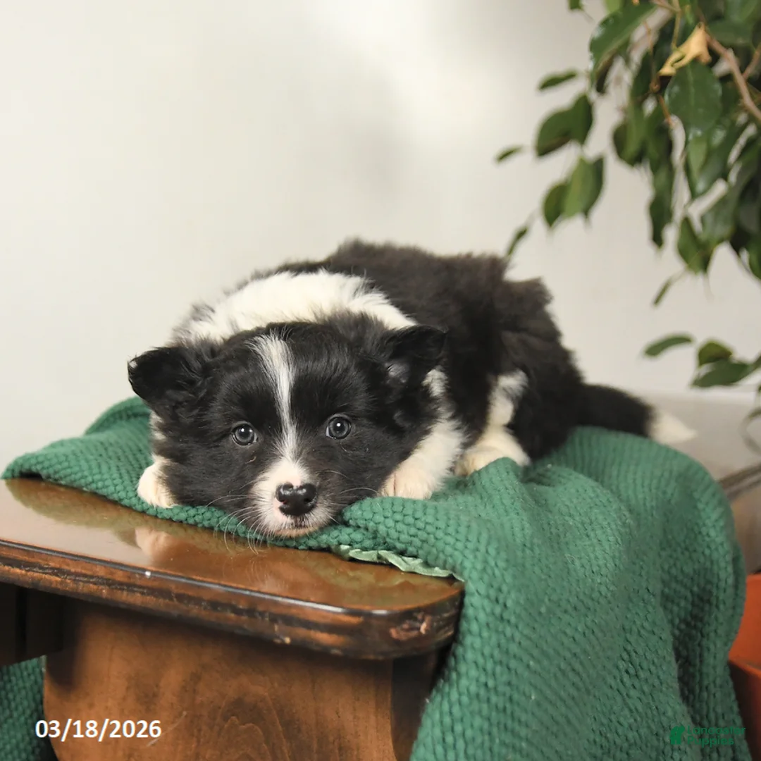 Mixed Breed dogs for sale: Joey - Ad 3