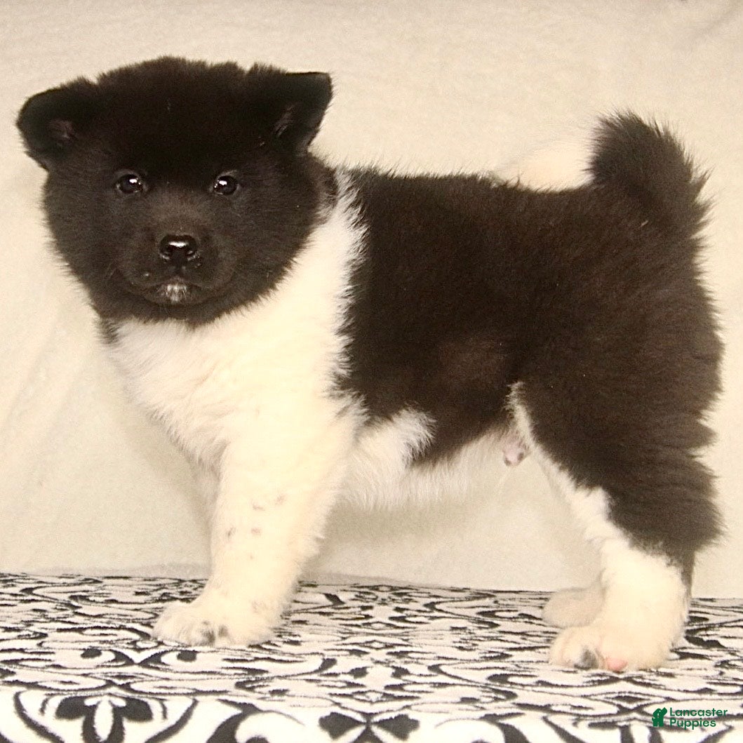 Akita dogs Aniston - Ad 11