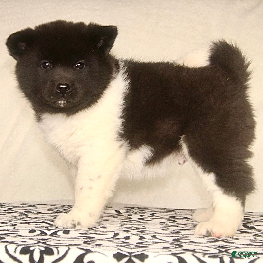 Akita dogs for sale: Aniston - Ad 1