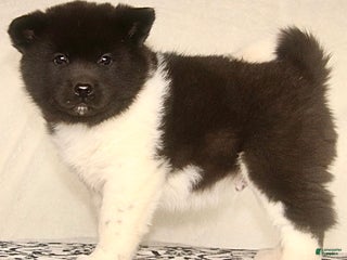 Akita dogs Aniston - Ad 11