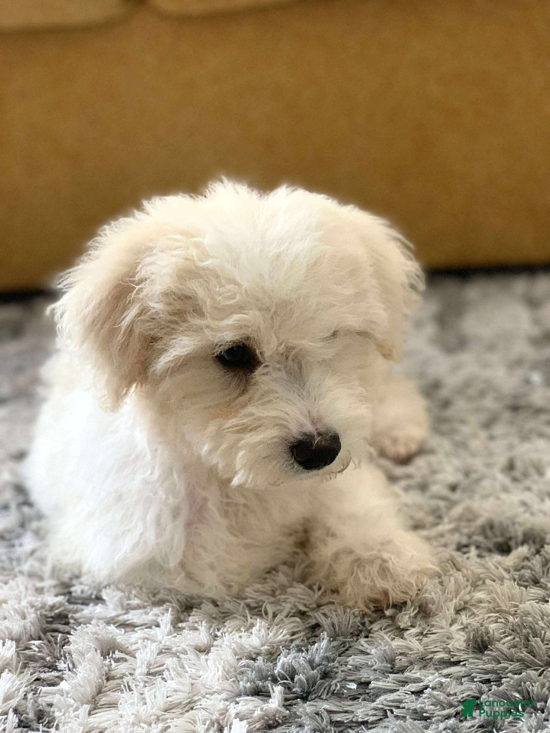 Miniature Poodle dogs for sale: Leo - Ad 4