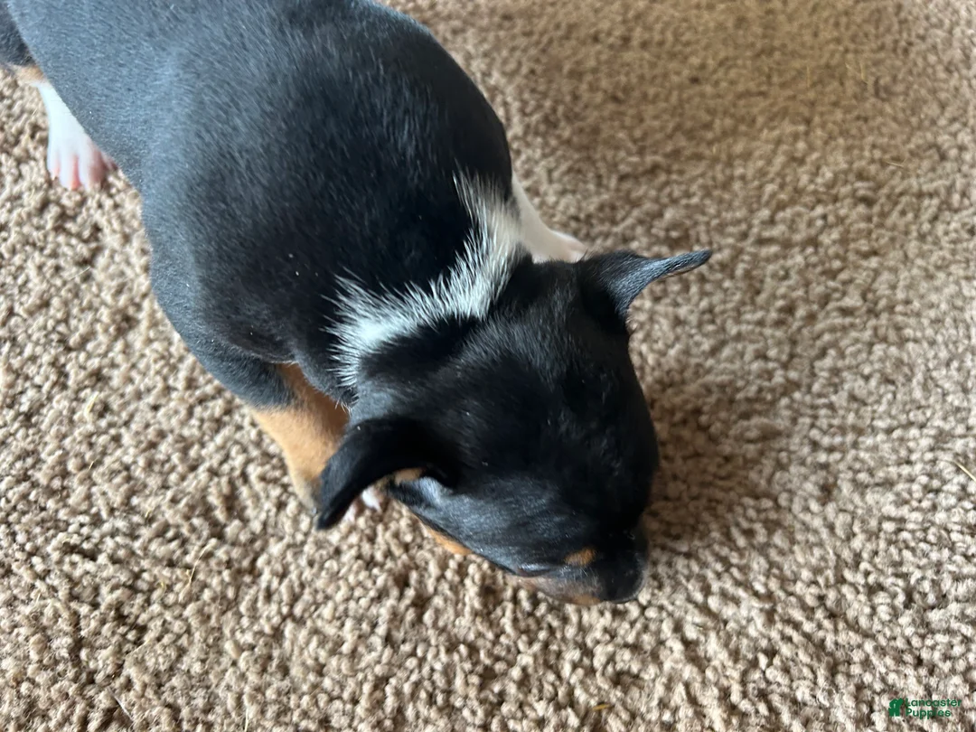 Rat Terrier dogs for sale: Old Dominion terrier Lincoln  - Ad 2
