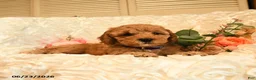 Mini Goldendoodle dogs for sale: Ginger - Ad 3