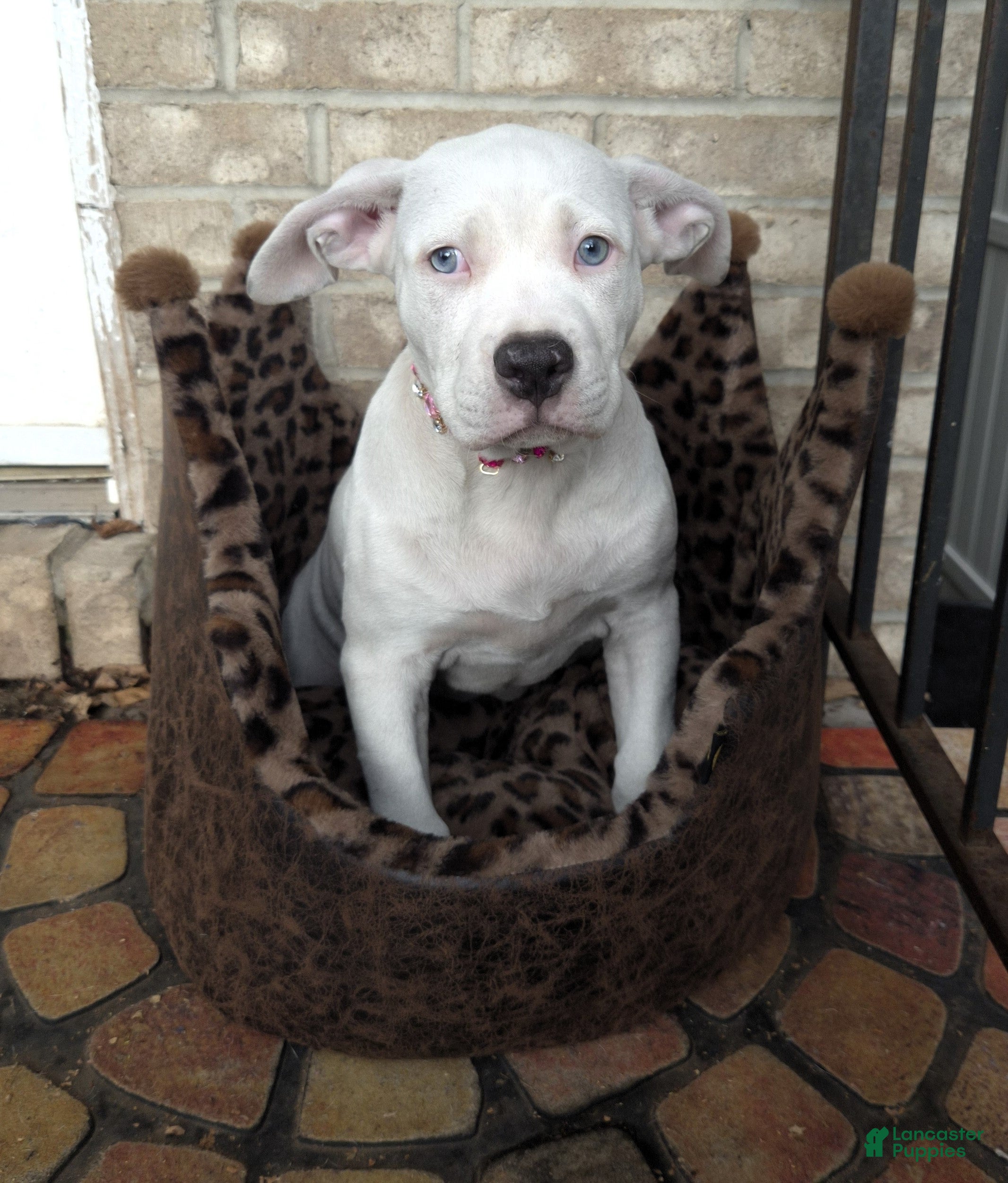 American Bully dogs for sale: "HALLE BERRY" WHITE MERLE - Ad 16