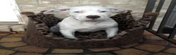 American Bully dogs for sale: "HALLE BERRY" WHITE MERLE - Ad 1