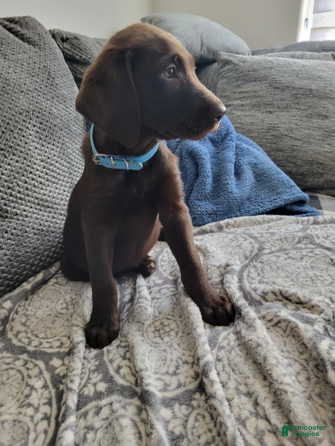 Labrador Retriever dogs for sale: Labrador Retriever Puppy 4 - Ad 1