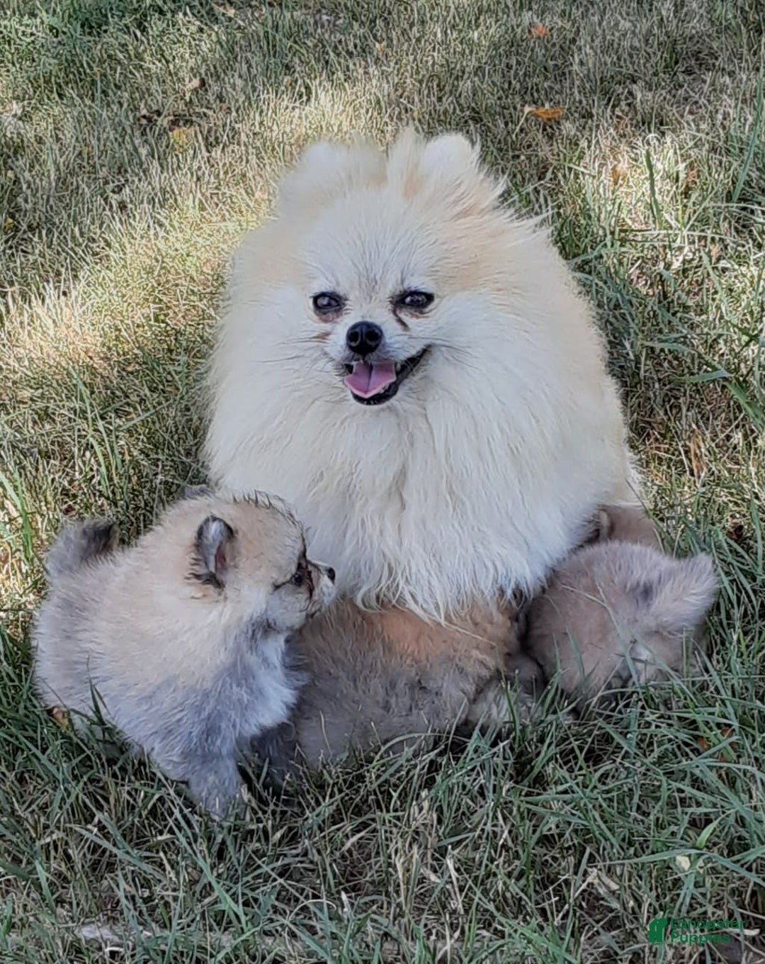 Gallery Image {{count}}