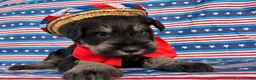 Miniature Schnauzer dogs for sale: Kayla Miniature Schnauzer  - Ad 6