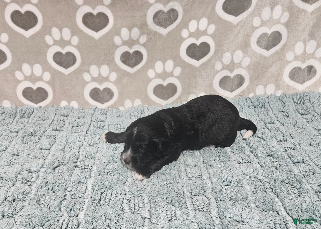 Mini Bernedoodle dogs for sale: F1b Porter - Ad 2