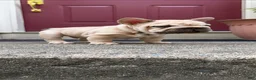 French Bulldog dogs for sale: Porkchop  - Ad 1