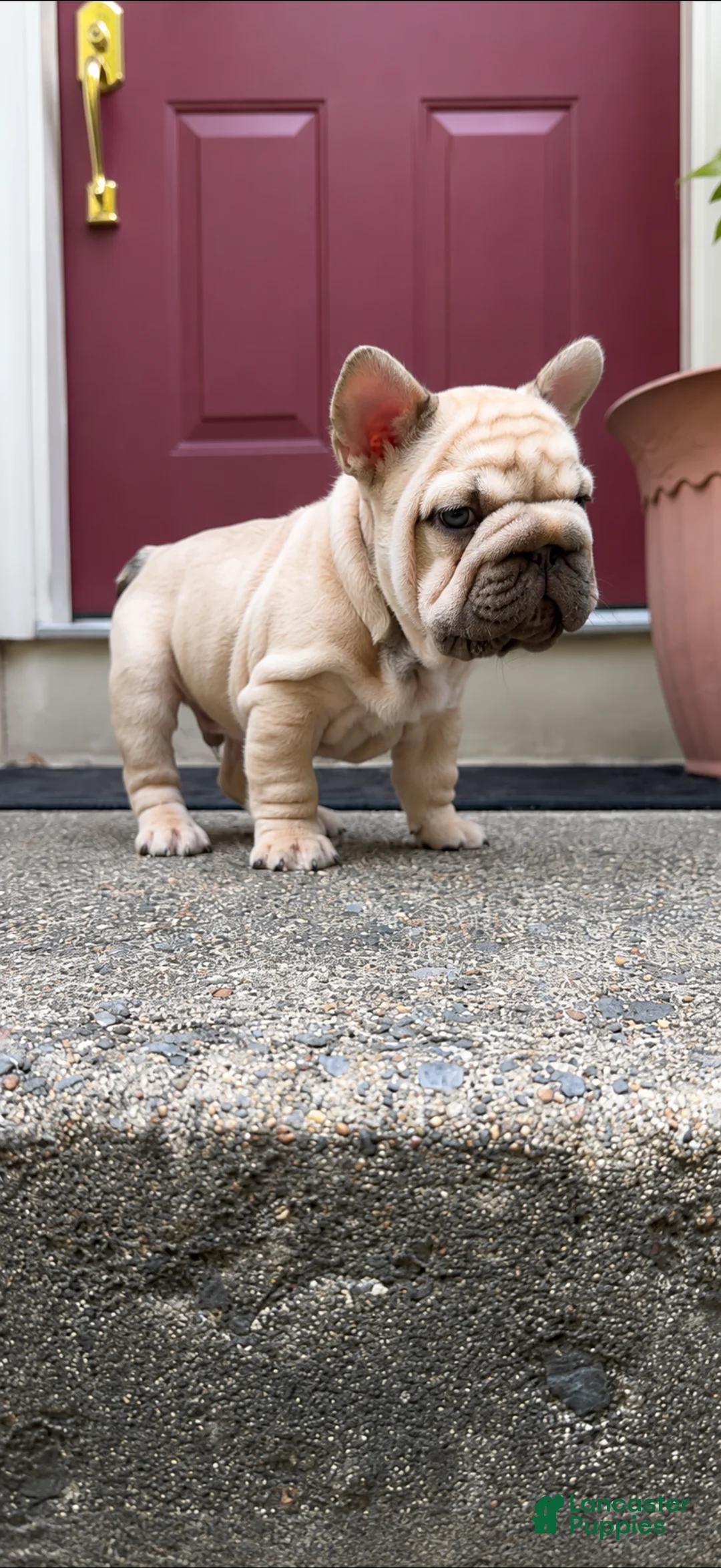French Bulldog dogs for sale: Porkchop  - Ad 1