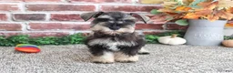 Miniature Schnauzer dogs for sale: Sandy - Ad 3