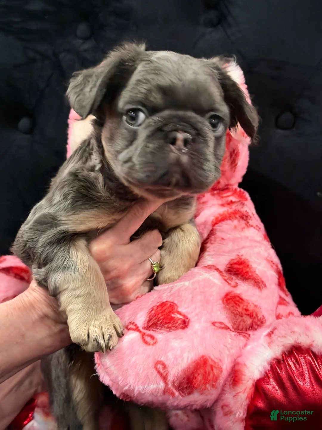 French Bulldog dogs for sale: French Bulldog Puppy 1 - Ad 1