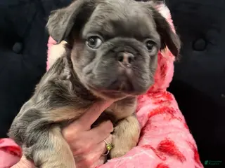 French Bulldog dogs French Bulldog Puppy 1 - Ad 37