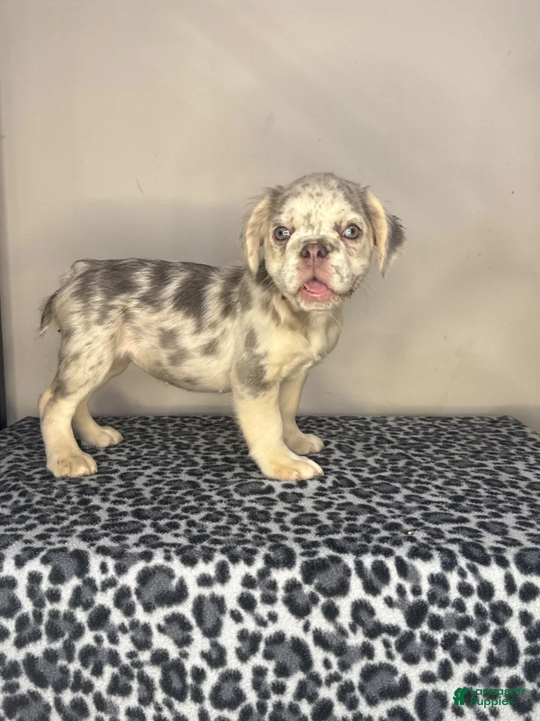 French Bulldog dogs for sale: French Bulldog 8 - Ad 2