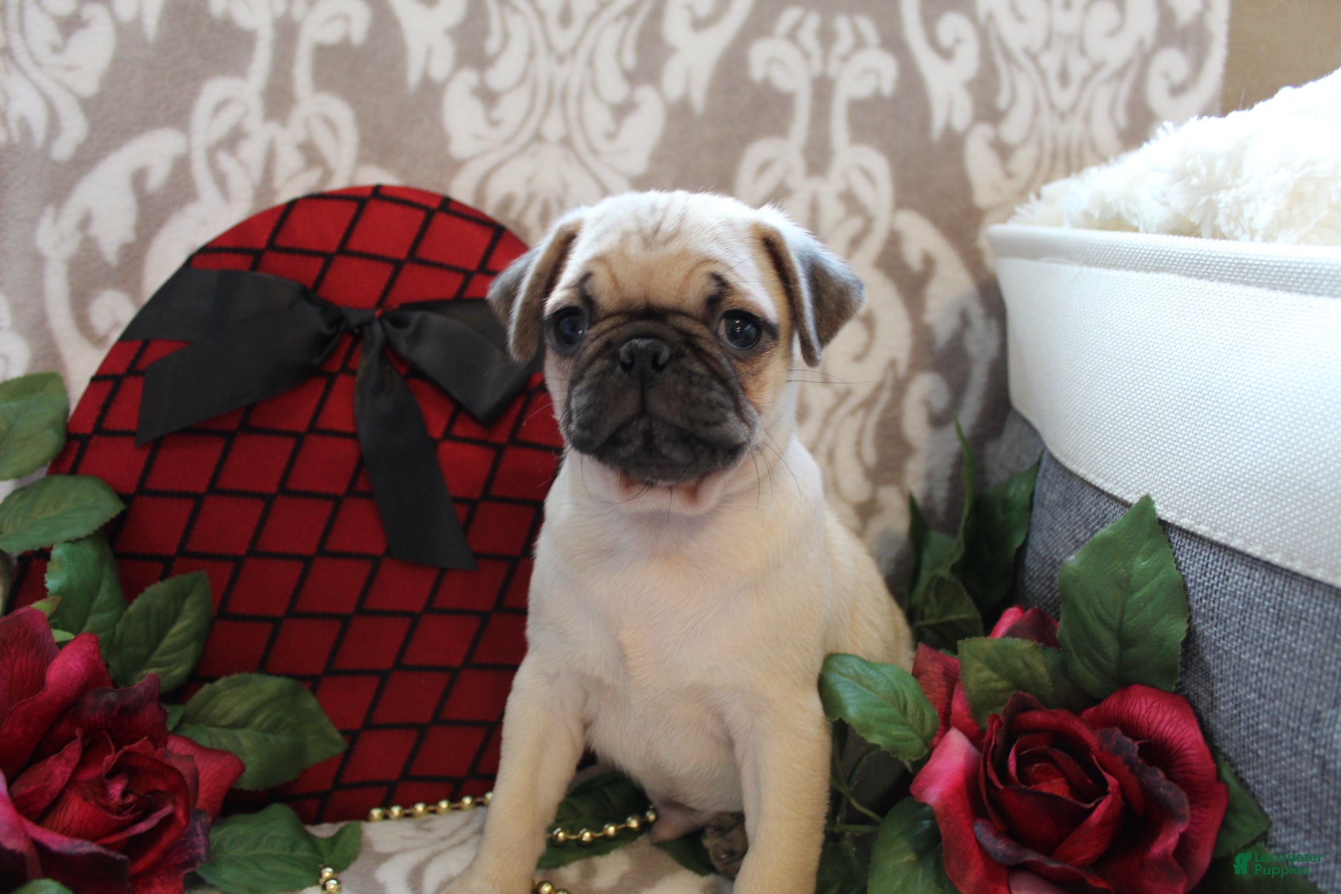 Pug dogs Calvin - Ad 1