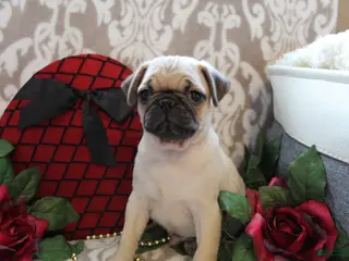 Pug dogs Calvin - Ad 2