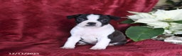 Boston Terrier dogs for sale: Brooklyn - Ad 1