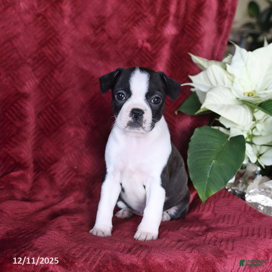 Boston Terrier dogs for sale: Brooklyn - Ad 1