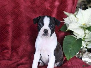 Boston Terrier dogs Brooklyn - Ad 20