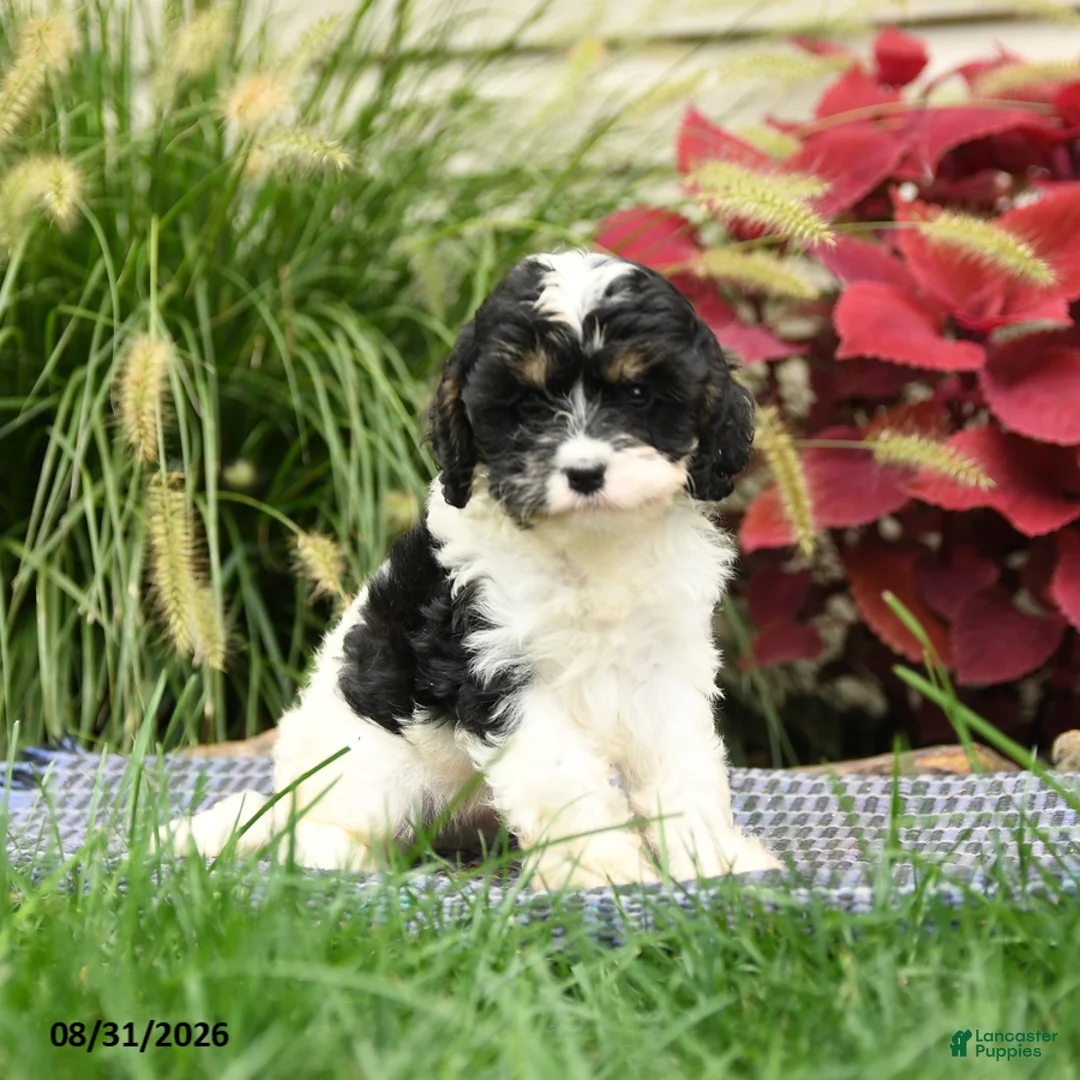 Cavapoo dogs for sale: Sebastian - Ad 2