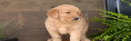 Golden Retriever dogs for sale: Kelsey - Ad 2