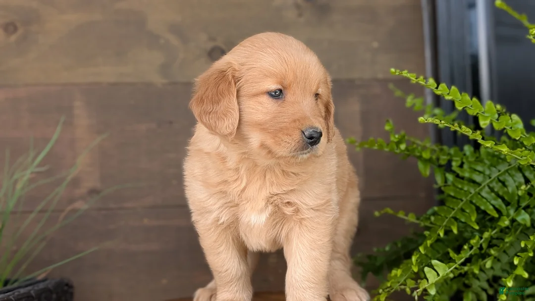 Golden Retriever dogs for sale: Kelsey - Ad 2