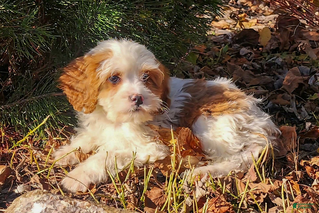 Cavapoo dogs for sale: Saffron - Ad 2