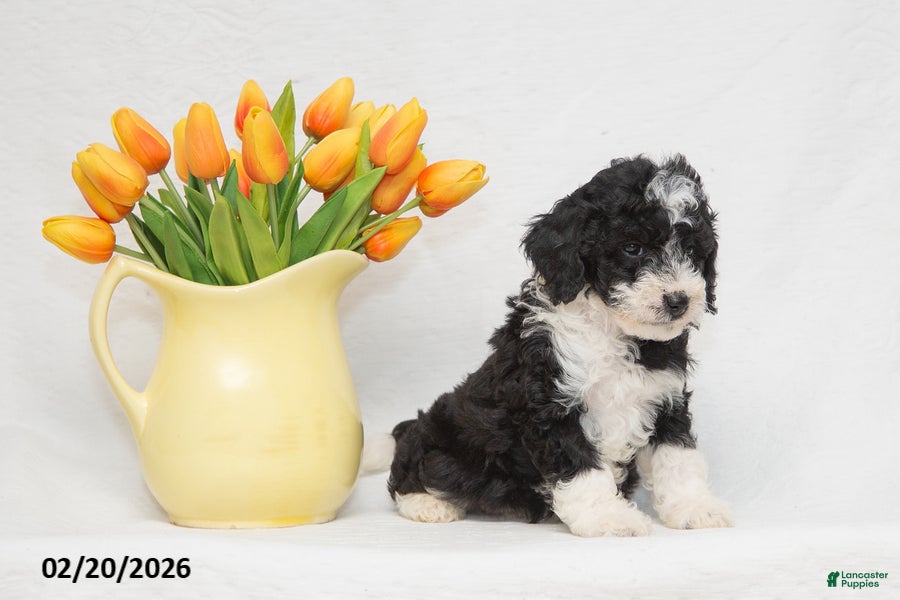 Mini Goldendoodle dogs Abby - Ad 2