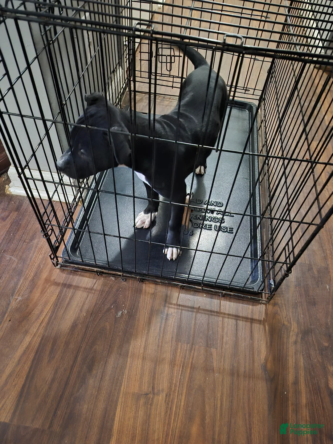 American Staffordshire Terrier dogs for sale: American Staffordshire Terrier Puppy 3 - Ad 5