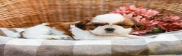 Shih Tzu dogs for sale: Austin - Ad 5